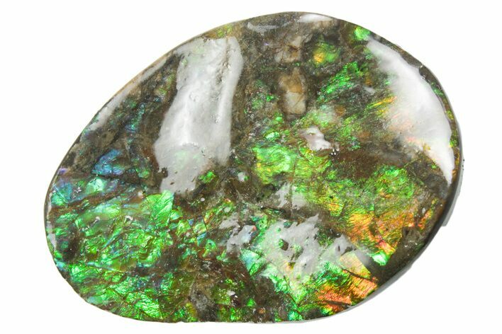 Iridescent Ammolite (Fossil Ammonite Shell) - Alberta #357512